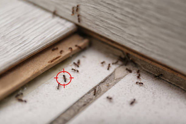 Best Affordable Pest Control Services  in Antelope, CA