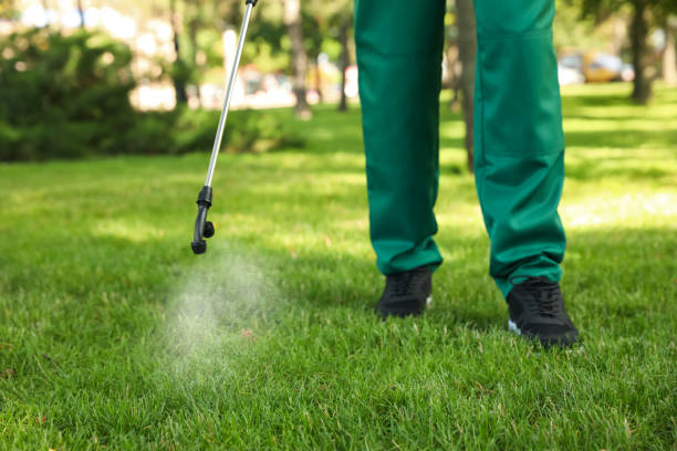 Best Termite Control Services  in Antelope, CA