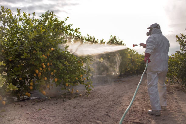 Spider Control Near Me in Antelope, CA