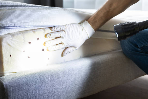 Best Local Pest Control Services  in Antelope, CA